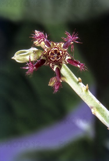 Caralluma attunuta