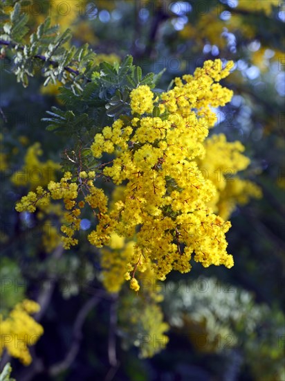 Cootamundra acacia