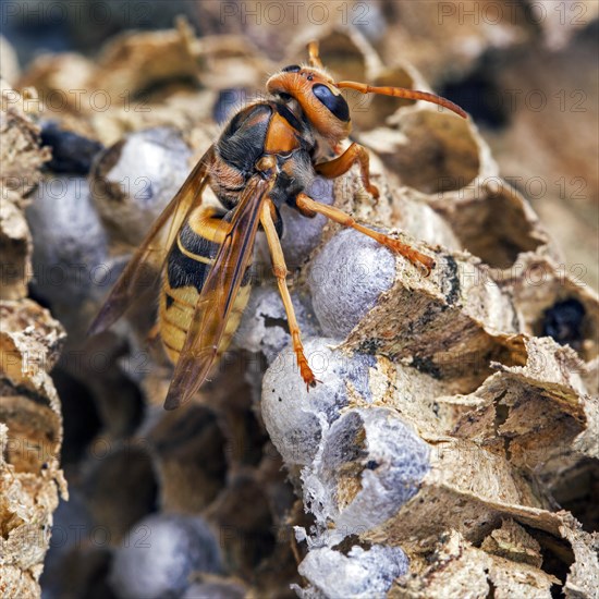 European european hornet