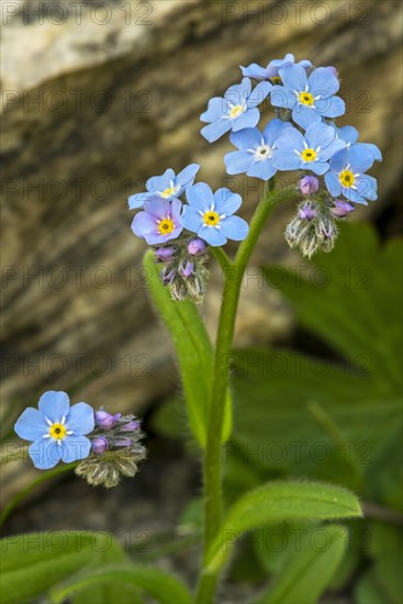 Alpine forget-me-not