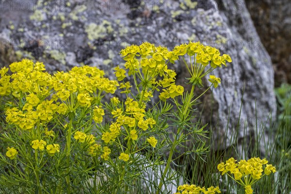 Cypress spurge