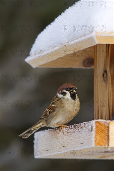 Eurasian tree sparrow