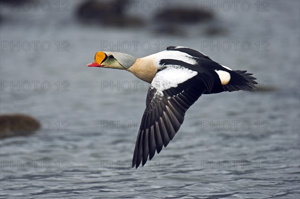 King eider