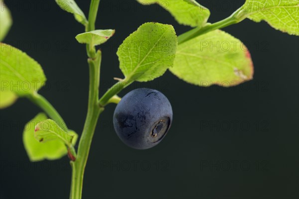 European blueberry