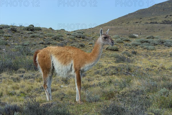 Guanaco