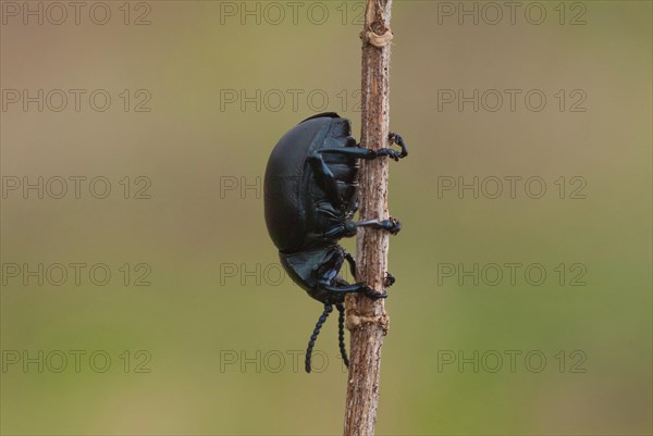 Black beetle