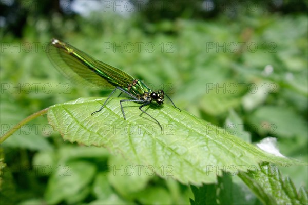 Banded demoiselle