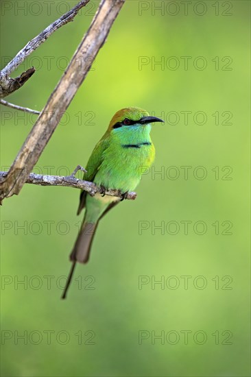 Green bee-eater