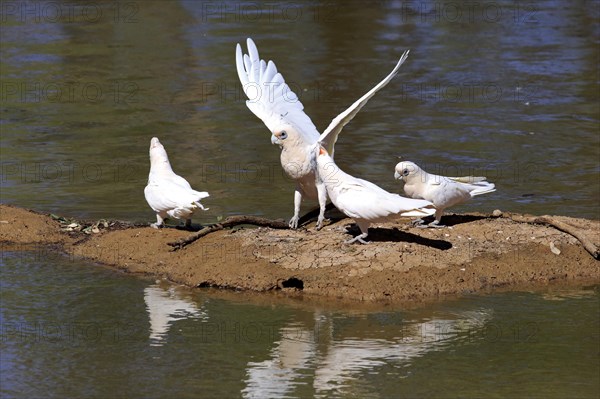 Little corella