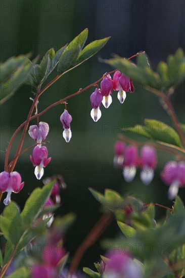 Bleeding heart