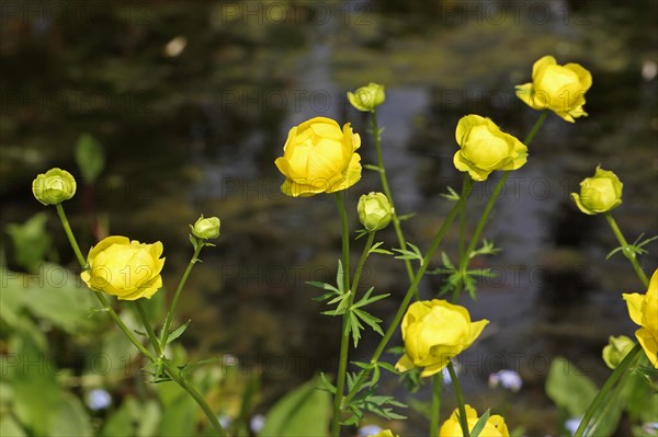 Troll flower