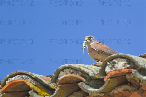 Lesser lesser Common Kestrel