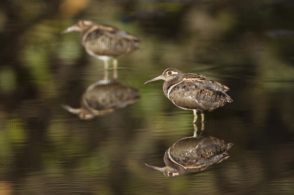 Greater Godwit