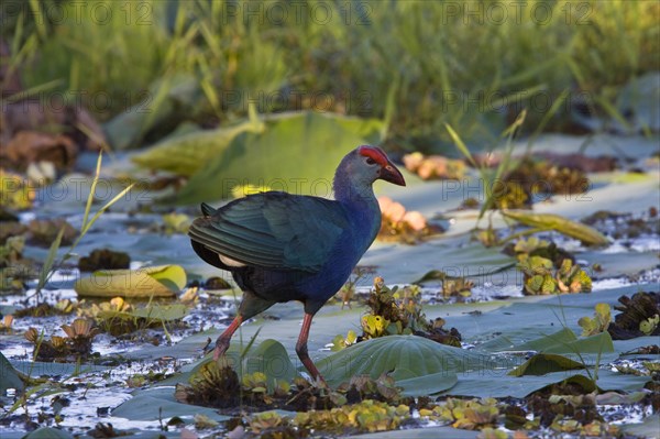 Purple Partridge