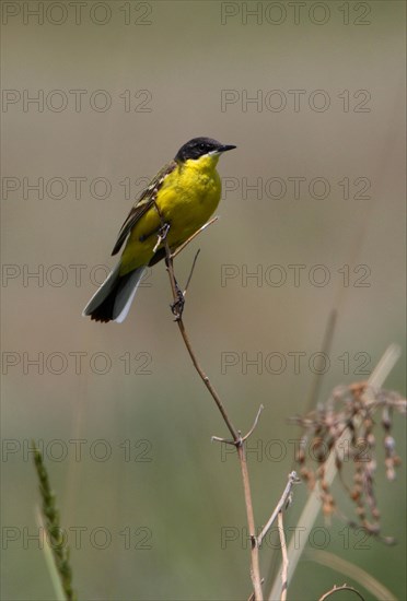 Black-headed Wagtail