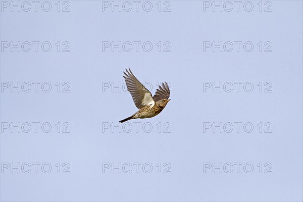 Fieldfare