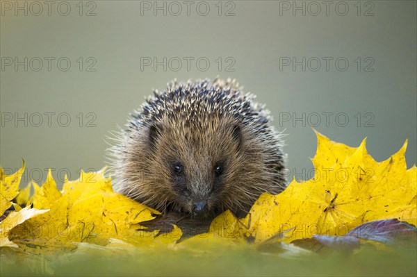 European Hedgehog