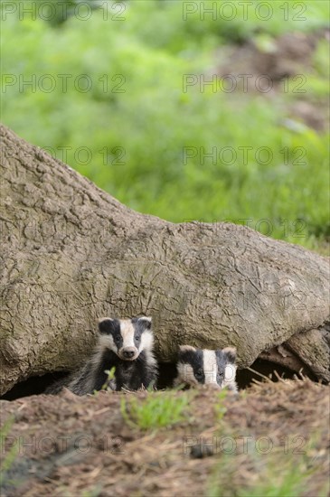 Eurasian Badger