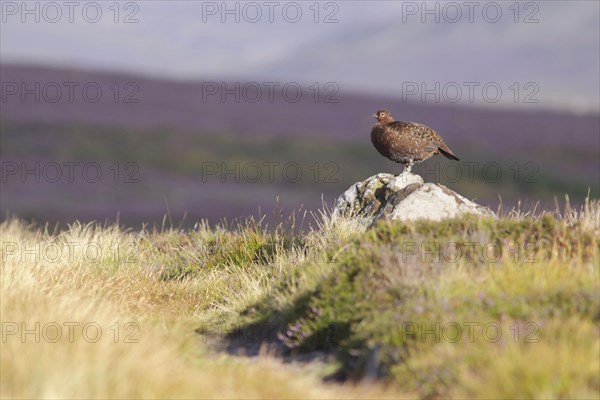 Scottish Grouse