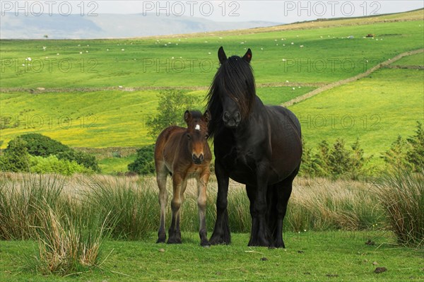 Fell Pony