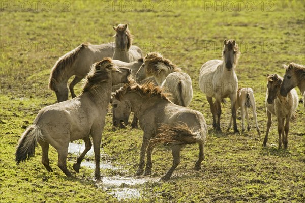 Konik domestic stallion