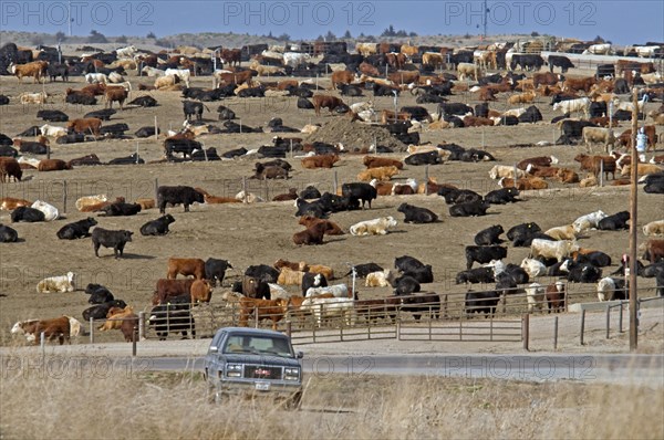 Cattle farm