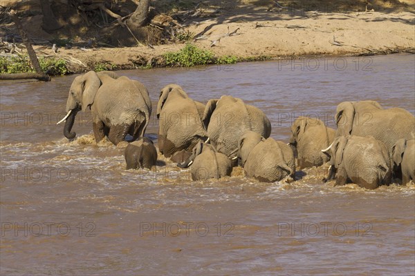 African elephant