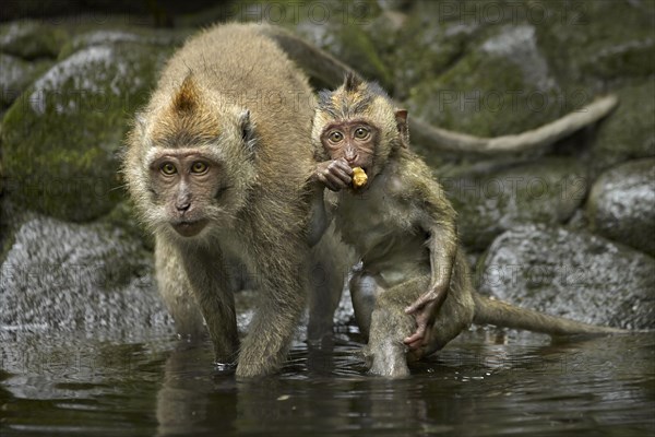 Crab-eating Macaque