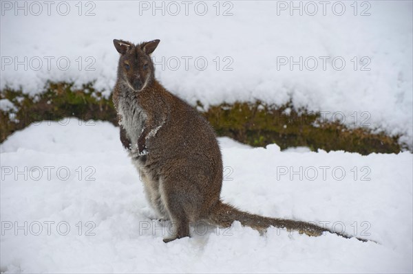 Red-necked Wallaby