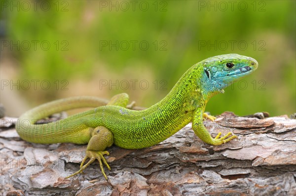 Western green lizards