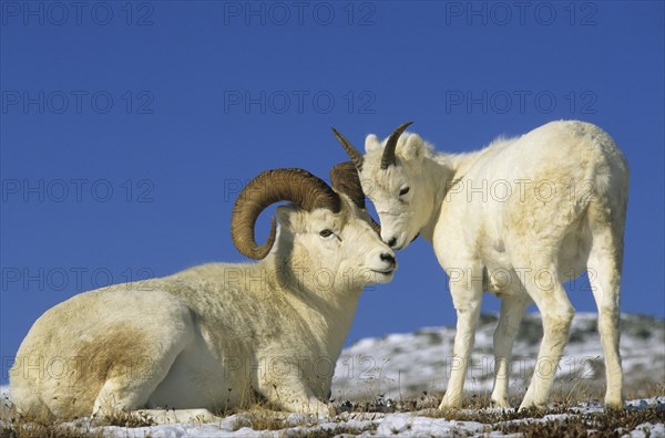 Dall dall sheep