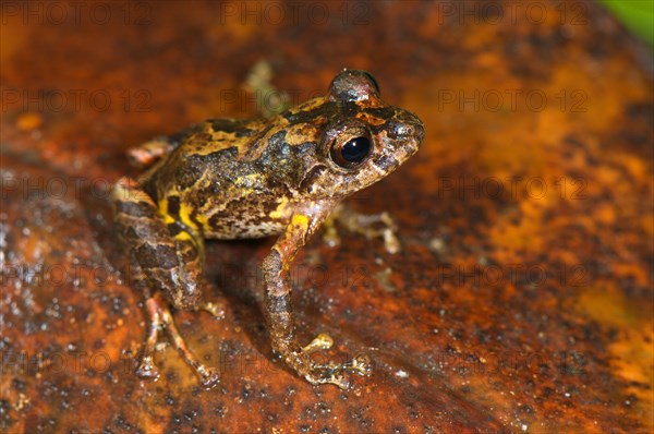 Santa Isabel predatory frog