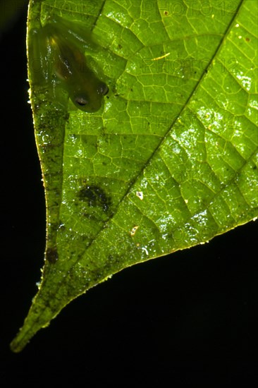 Glass frog