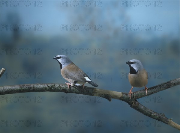 Girdled Grass Finch