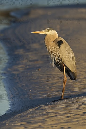 Great Blue Heron