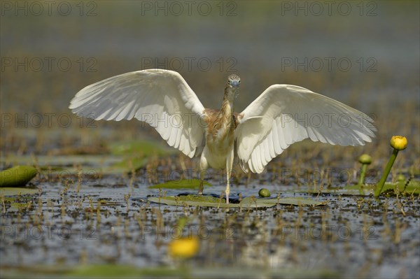 Squacco heron