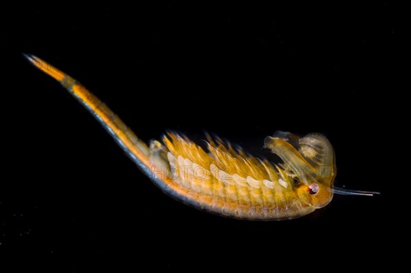 Fairy Shrimp