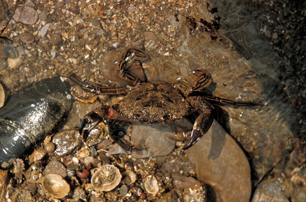 Velvet crab