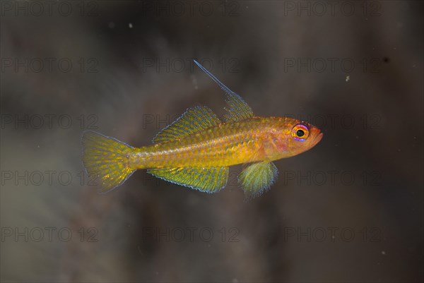 Taylor's Dwarfgoby