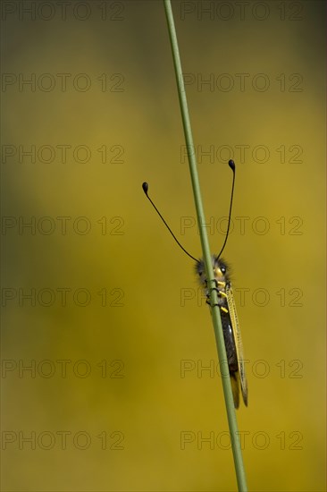 Black yellow owlfly