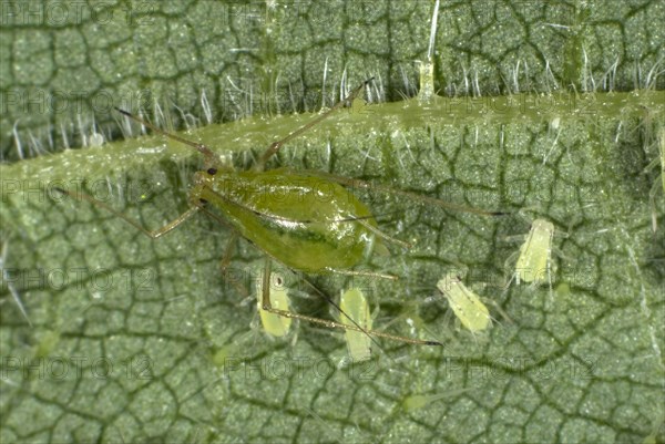 Stinging nettle aphid