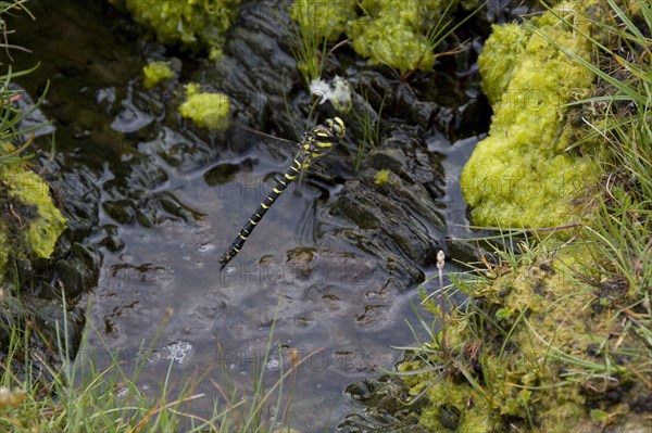 Female golden ringed dragonfly