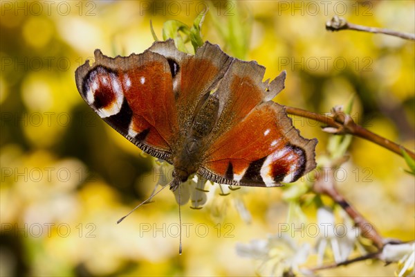 European peacock