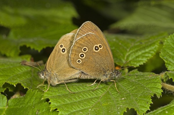 Ringlet