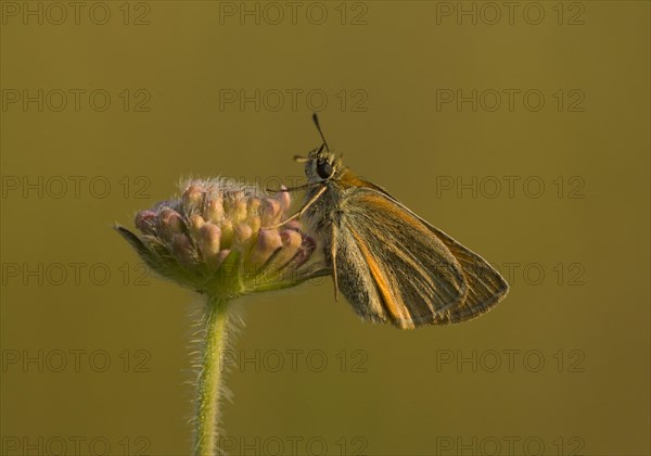 Essex Skipper