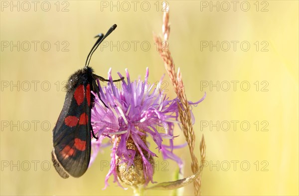 Six-spotted Burnet adult