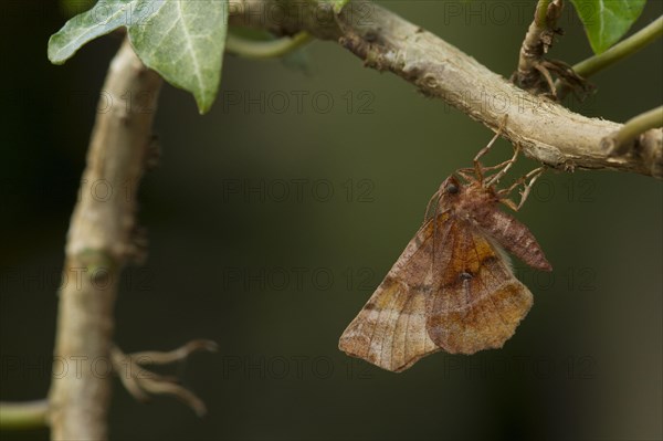 Early Thorn Moth