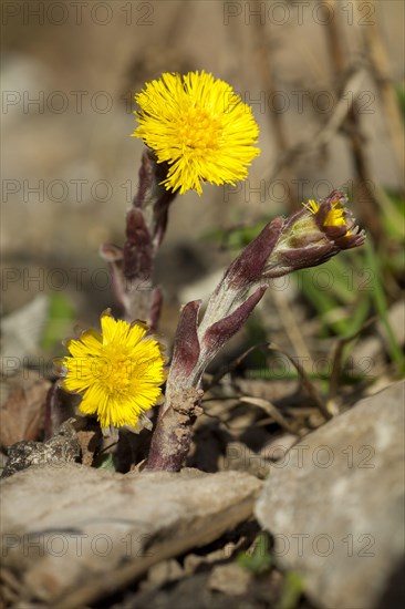 Coltsfoot