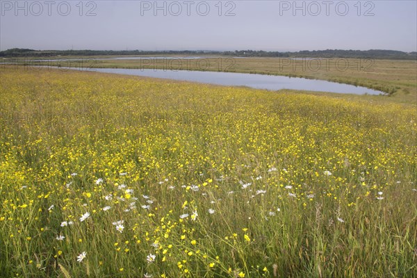 View of wildflower meadow with flowering Meadow Buttercup