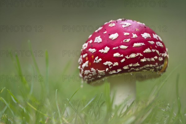 Fly Agaric